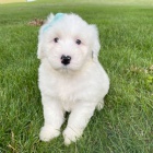 Prod�m rozko�n� �t��ata portugalsk�ho vodn�ho psa. �t��ata jsou v�echna o�kovan� a zdrav�