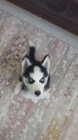 �t��ata sibi�sk�ho huskyho k adopci.