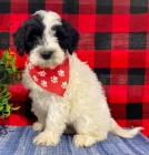 Prod�m kr�sn� a o�kovan� �t��ata portugalsk�ho vodn�ho psa.