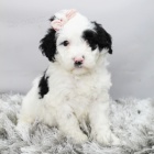 Kr�sn� a o�kovan� �t��ata portugalsk�ho vodn�ho psa k adopci.