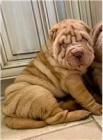 Kr�sn� �t���tka Shar Pei.