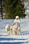 Samojed �t���tka s PP