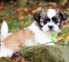 tata SHIH TZU k adopci