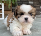 Okovan a oderven tata SHIH TZU k adopci