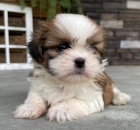 Okovan a oderven tata SHIH TZU k adopci