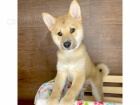 Prod�m �t��ata shiba inu