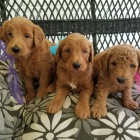 Kvalitn� �t��ata zlat�ho retr�vra