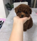 mini �t��ata pudl�ka a feny k adopci