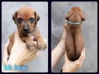 Rhod�sk� ridgeback s PP