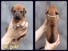 Rhod�sk� ridgeback s PP