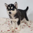 �t�n� sibi�sk�ho huskyho k adopci. �t���tka jsou v�echna od�erven�, o�kovan� a socializovan�.