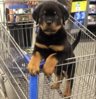Kr�sn� �t��ata rottweiler�.