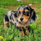 zdrav�, o�kovan� a od�erven� �t��ata jezev��k� k adopci