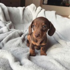 �t��ata jezev��k� k adopci