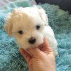 O�KOVAN� �t��ata mini malt�z��k� k adopci.