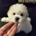 mini �t���tka malt�z��ka k adopci.