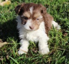rozko�n� a zdrav� �t���tka havanese k adopci