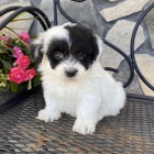 havanese �t��ata k adopci