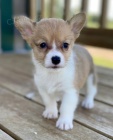Prod�m �t��ata Pembroke Welsh Corgi.