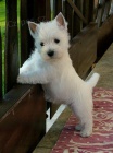 Mini �t��ata West Highland White Terriers k adopci