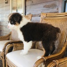 Prod�m o�kovan� �t��ata australsk�ho ov��ka