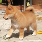 tata shiba inu k adopci