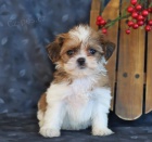 N�dhern� Shih Tzu �t��ata.
