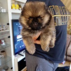 Pomo�ansk� �pic �t��ata