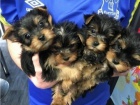 Yorkshire terrier bez PP