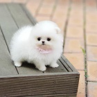 Registrovan� �t��ata Pomeranian.