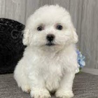 Prod�m �t��ata bi�onka