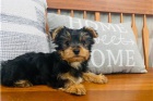Yorkie psi a �eny �t��ata.