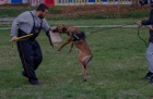 Belgick ovk malinois