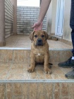 Africk� boerboel