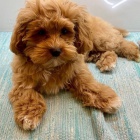 Kr�sn� �t���tka Maltipoo.