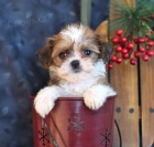 K dispozici shih Tzu �t��ata.