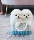 Ohromuj�c� �t��ata Pomeranian.
