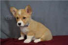 Kvalitn� �t��ata Welsh Corgi Pembroke.