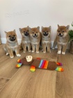 Kvalitn� �t��ata Shiba Inu.