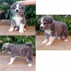 �t���tka Akita inu s PP FCI