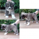 �t���tka Akita inu s PP FCI