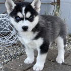 �istokrevn� �t��ata sibi�sk�ho husky.