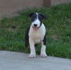 Bulteri�r �t��ata