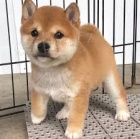 tata Shiba Inu k adopci.