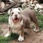 Angli�t� buldoci