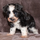 Prod�m �t��ata mal�ho kn�ra�e.