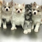 Kr�sn� �t��ata Pomskies na prodej (k��enec sibi�sk� a pomeranian)