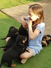 Kr�sn� �t��ata rottweiler�.
