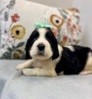 Prod�m kr�sn� a rozko�n� �t���tka anglick�ho �pringr�pan�la.