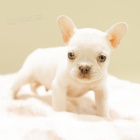 Prod�m �t��ata francouzsk�ho buldo�ka.